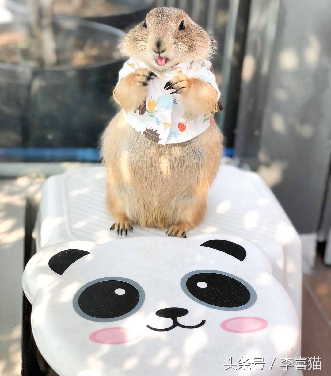 超级黏人的土拨鼠,黏人的土拨鼠