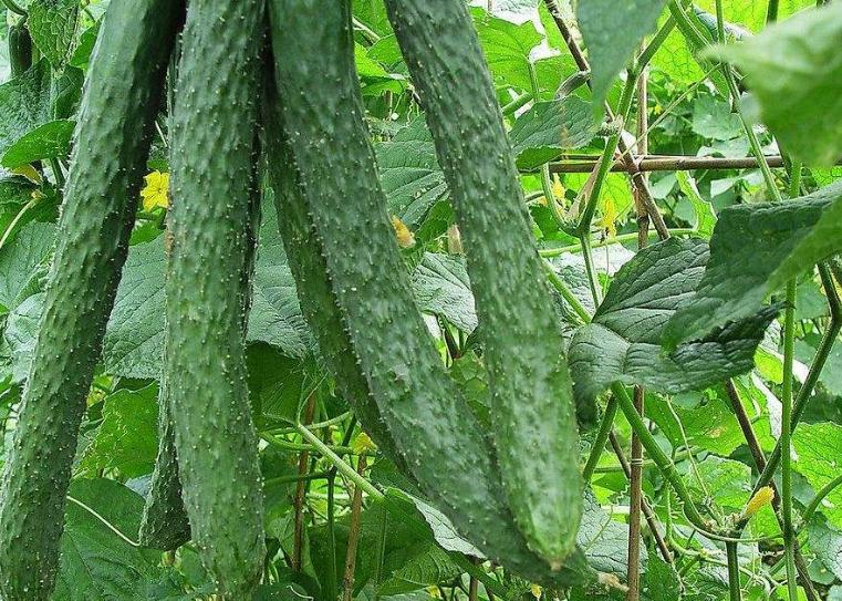 起痱子用什么方法治疗最快,婴儿脸上长痱子什么方法最有效