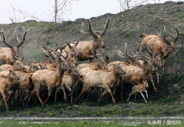 江苏溱湖国家湿地公园,江苏溱潼湿地公园