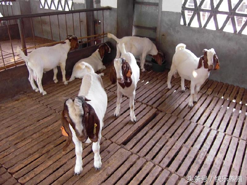 羔羊为什么死亡率高,新手养羊如何提高小羊羔存活率