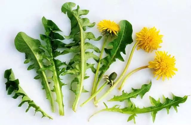 它叫“药草皇后”，每天一杯泡水喝护肝肾强免疫，还很便宜！