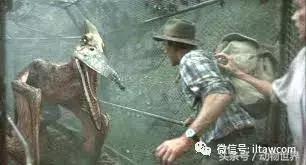 方舟无齿翼龙驯服教程,无齿翼龙有翅膀吗