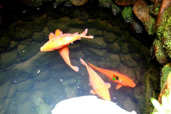 既想造景又想养鱼,鱼缸清洁一杆搞定六种功能