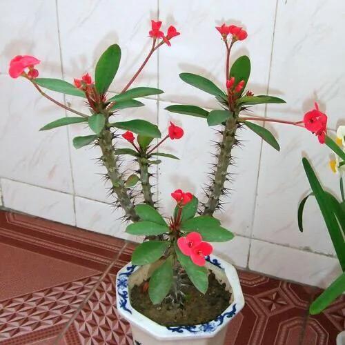 家养虎刺梅，如何养护才好？正确方法在这里。