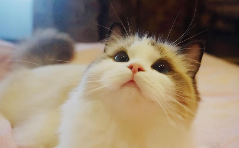 猫中贵族一只多少钱,猫多少钱一只波斯猫