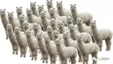 桃子里红色的小虫子是什么,桃子里的白色小虫是什么虫子