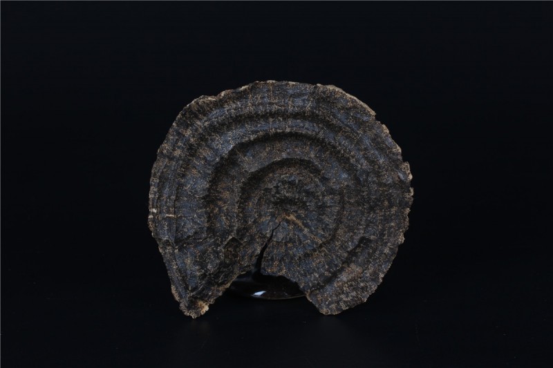 天香界沉香,天香和沉香哪个好