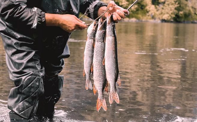 俄罗斯美味,俄罗斯美味特产