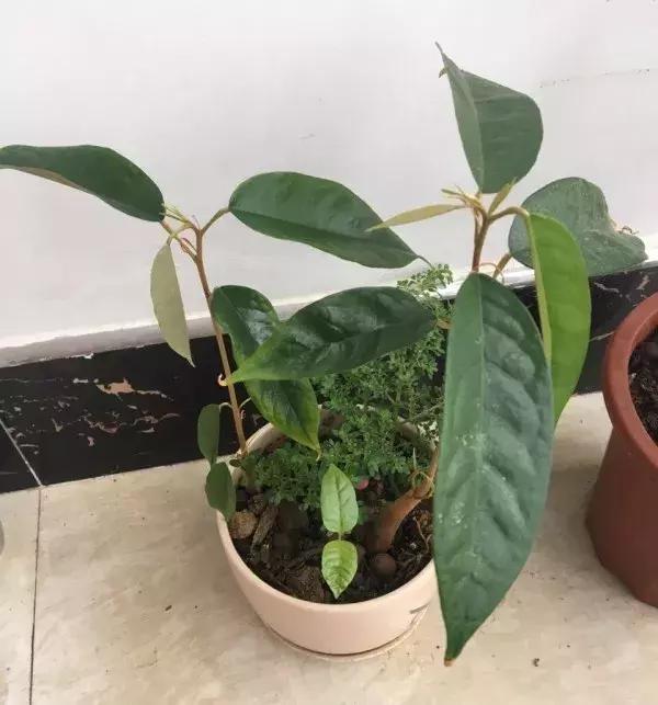 水果核丢花盆发芽了,水果籽呛到肺里去发芽了