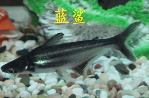 蓝鲨可以跟鹦鹉混养吗,鹦鹉和地图混养喂食技巧