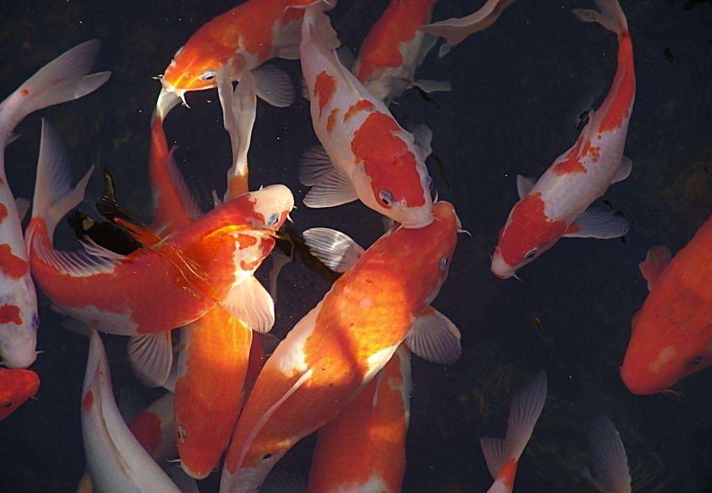 锦鲤烂嘴可以用高锰酸钾,锦鲤烂嘴烂尾用什么药