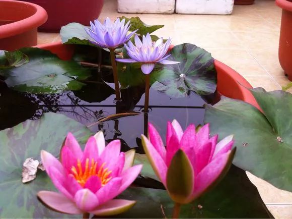 放水里能长期存活的花,适合懒人在水里养的花