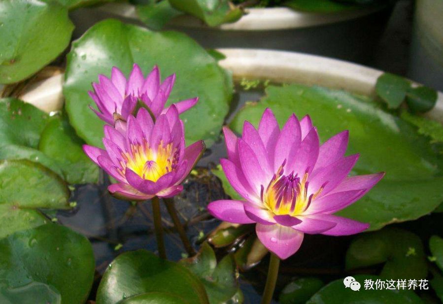 什么花可以在水里养,什么花能在水里养