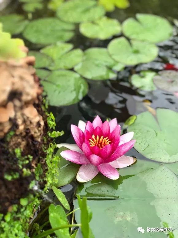 放水里能长期存活的花,适合懒人在水里养的花