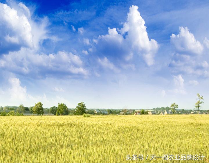 中国第一米原产地原阳大米,中国好大米品牌