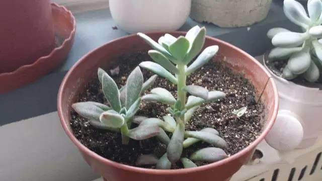 红稚莲多肉里面有虫怎么办,多肉植物的七种病虫害