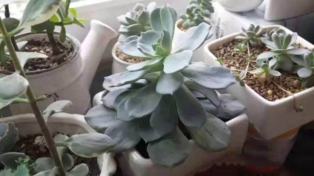 红稚莲多肉里面有虫怎么办,多肉植物的七种病虫害