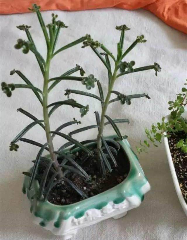 红稚莲多肉里面有虫怎么办,多肉植物的七种病虫害