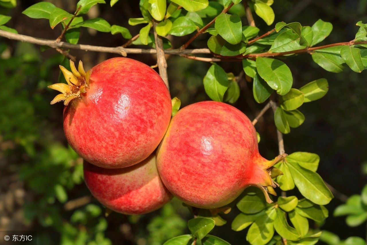榴枝婀娜榴实繁什么意思,榴花的药用价值