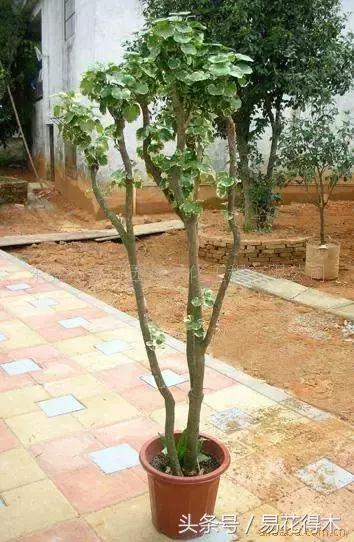 福禄桐绿植花卉,福禄桐防烂根