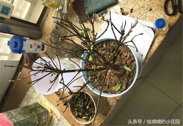 栀子黄叶枯萎花落,栀子过冬叶子全部脱落还能活