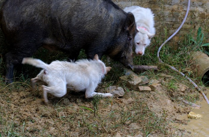 这种犬号称世界第三猎犬,为何不是世界第二猎犬呢