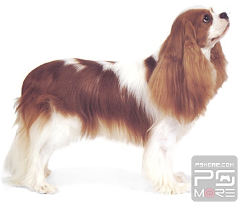 关于世界名狗名犬排行榜,世界名犬狗的品种大全