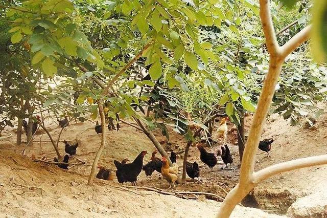 农村小本养殖创业项目大全,项目致富