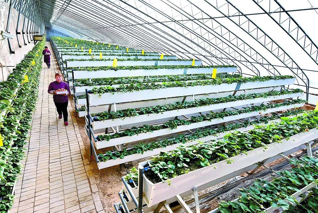 孟津袖珍西瓜多少钱,孟津袖珍西瓜新品种