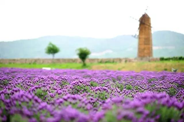 浙江一片夏季花海，带你在炎炎夏日赏花、美拍尽享自然清凉~