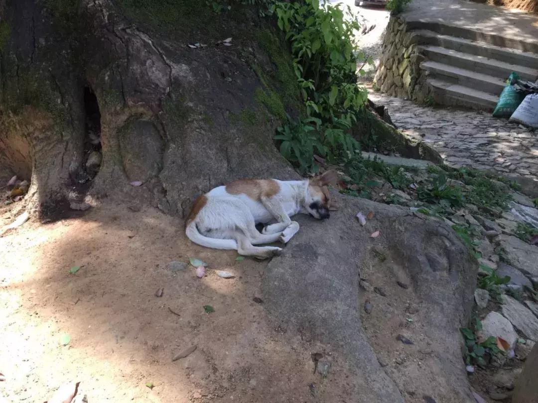 最后的江南秘境松阳,松阳寻访江南秘境