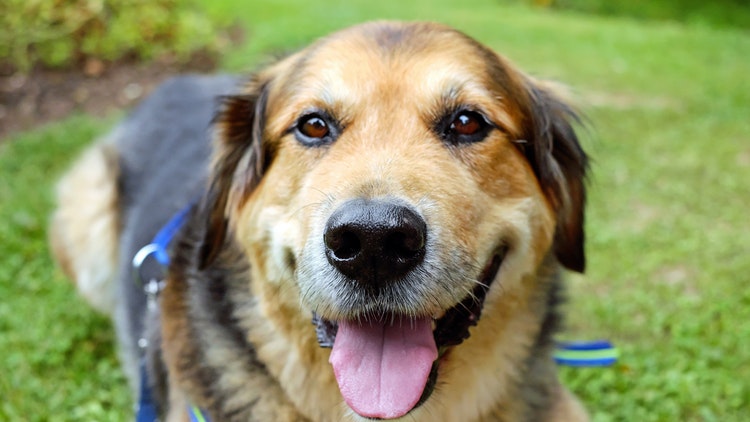 狗狗的腿一瘸一拐怎么办,狗狗走路一瘸一拐的怎么办