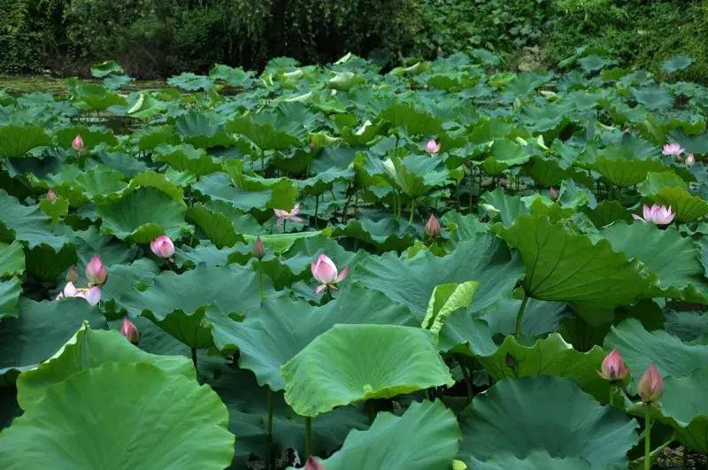 天府本色｜连雨不知春去，一晴方觉夏深