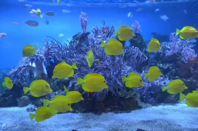 去日本横滨旅游攻略,日本旅游可以逛店吗