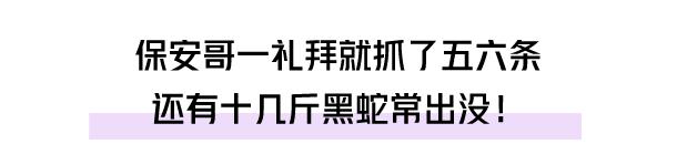 自家别墅花园有蛇什么原因,深圳一别墅区惊现蛇出没
