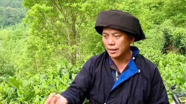 广西乐业：红心猕猴桃+有机茶，脱贫双招牌让农民搭上致富“快车”