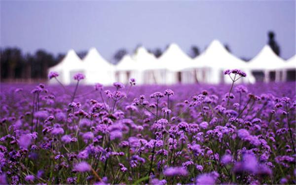 北京的普罗旺斯庄园,薰衣草庄园的浪漫之旅