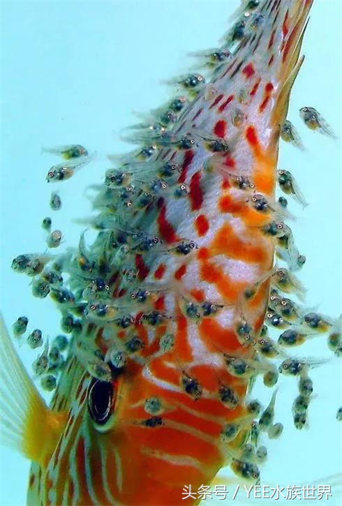 七彩封王，实至名归，当之无愧！