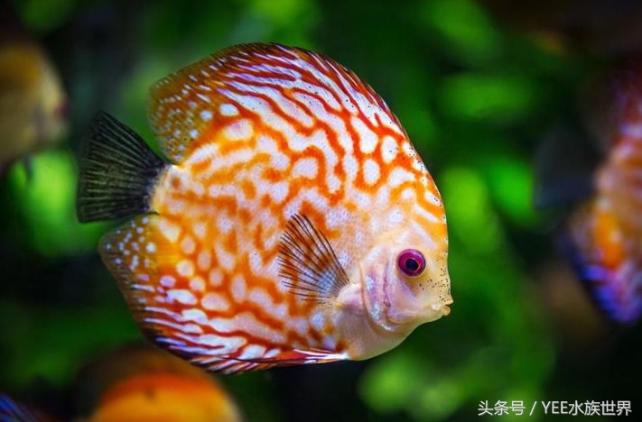 七彩封王，实至名归，当之无愧！