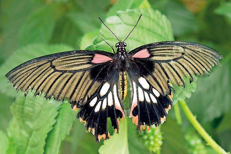 单反入门相机推荐,入门数码单反相机