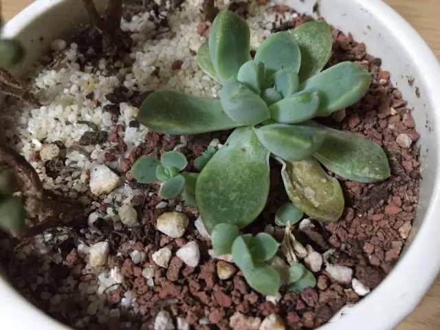 多肉植物叶子发软发蔫是怎么了,多肉叶片老是发软一浇水就徒长