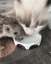 萌爆了！抖音同款蠢萌刺猬，赶紧入手一只撸撸撸！