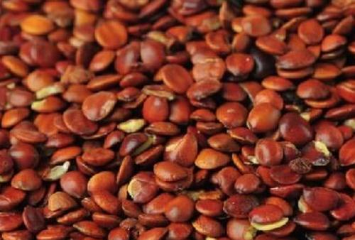 酸枣仁油的功效与作用及食用方法,中药酸枣仁的作用与功效