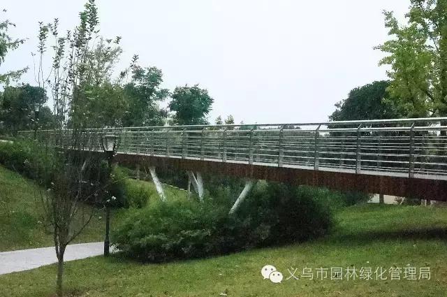 义乌江滨绿廊景点,义乌江滨绿廊公园绣球花