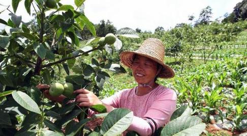 核桃树不结果环剥能够解决问题吗,核桃树不结果为啥要砍几刀