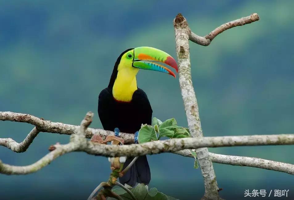 单次世界杯进球最多的国家,世界杯进球最多一场的国家