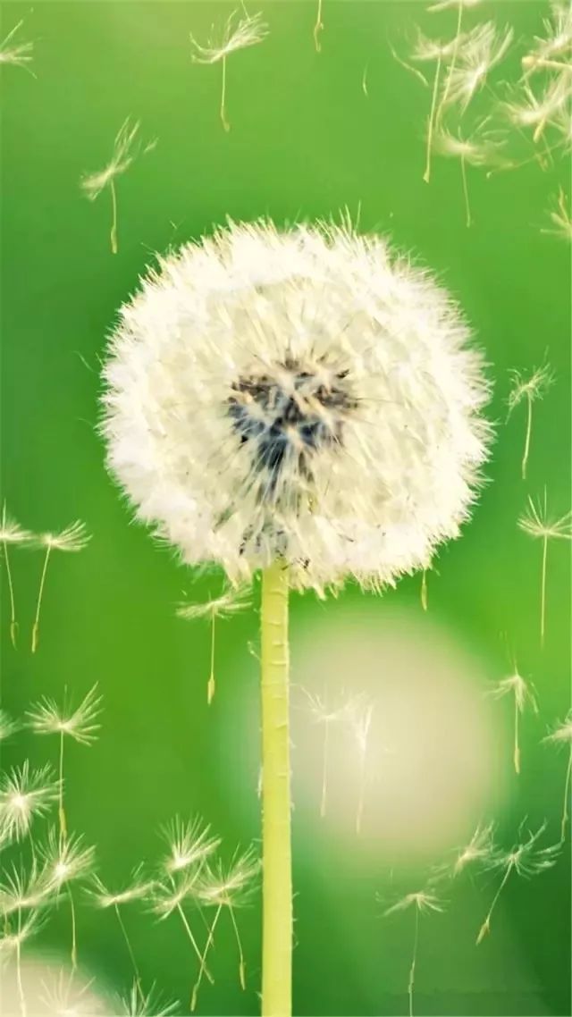 微信聊天护眼背景图高清大图,护眼背景图微信聊天背景