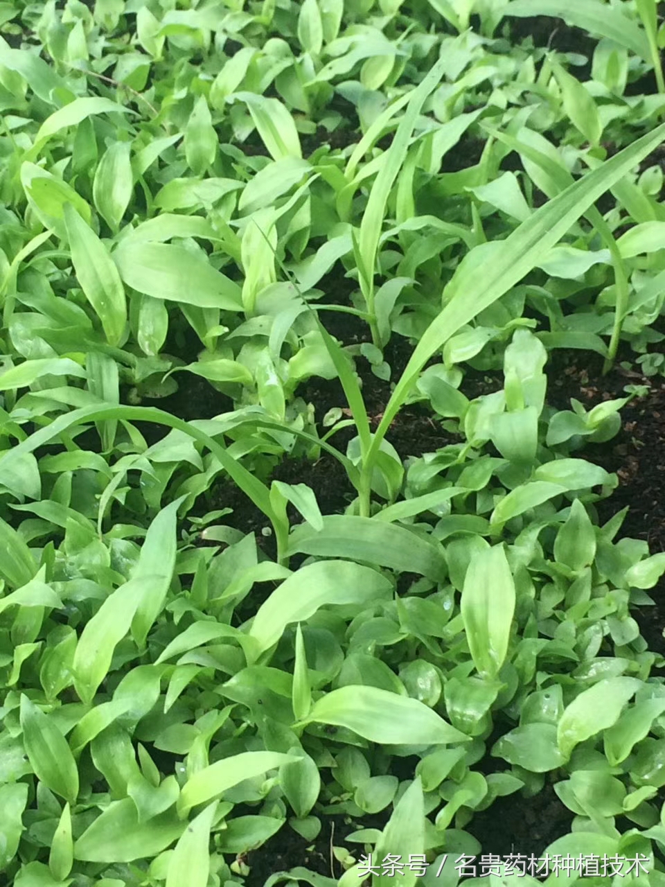 白芨种子育苗怎样用滑石粉处理,白芨育苗用什么营养液好呢