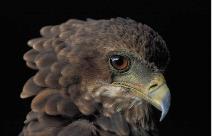 老鹰脱喙的故事,老鹰断喙拔羽重生过程