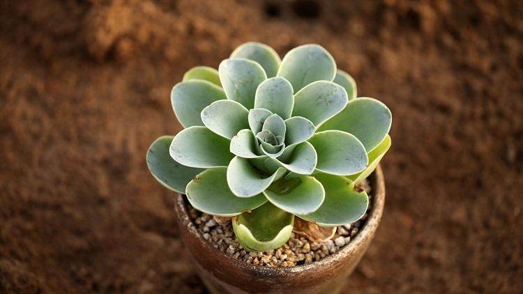 肉友养多肉视频,成都肉友们冬天怎么养护多肉